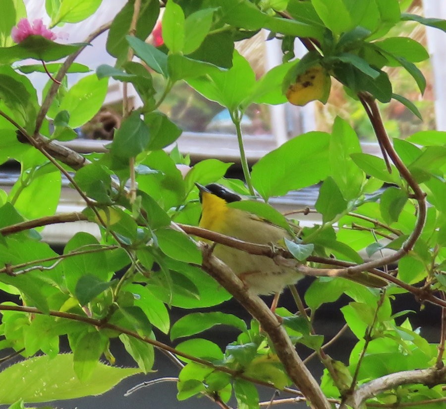 Common Yellowthroat - ML618972236