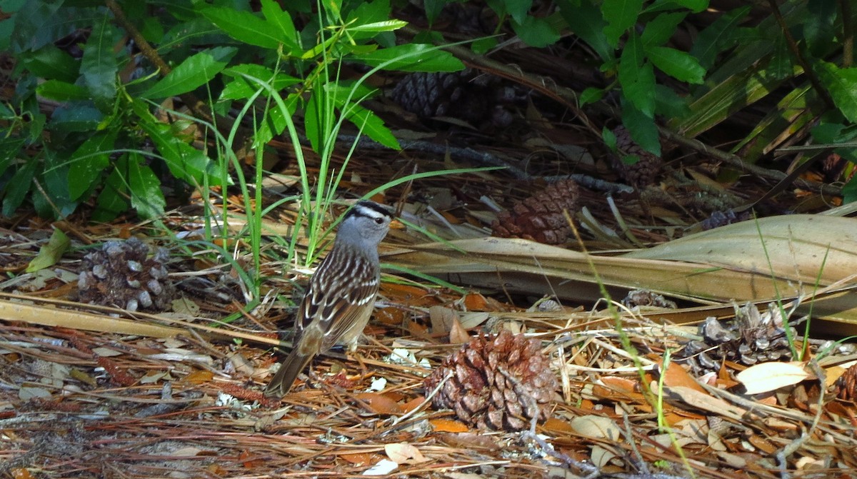 White-crowned Sparrow - Tammy Hester