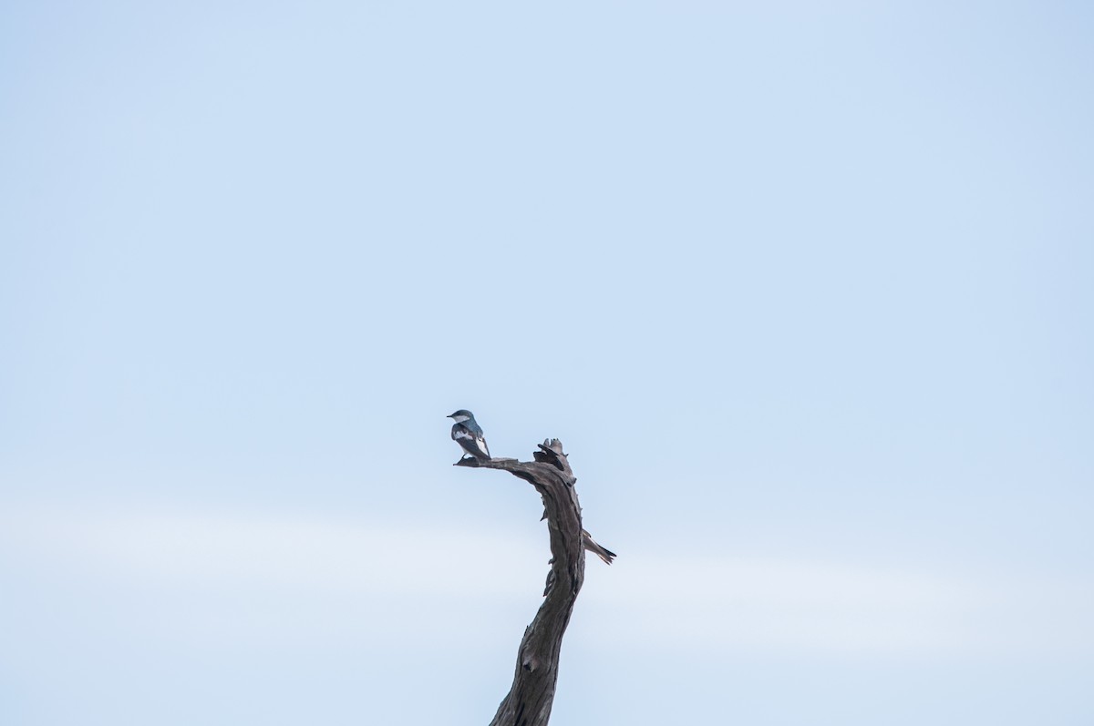 White-winged Swallow - Nelson Cumare 🐦