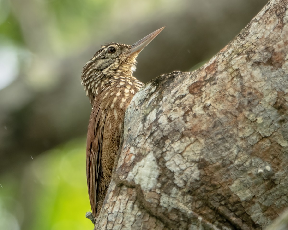 Straight-billed Woodcreeper - ML618972250