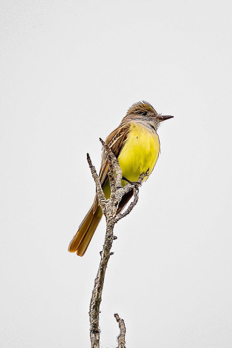 Great Crested Flycatcher - ML618972258