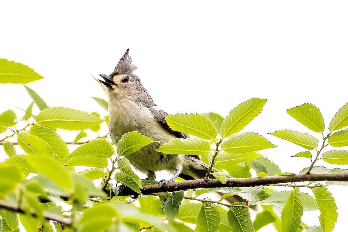 Tufted Titmouse - ML618972263