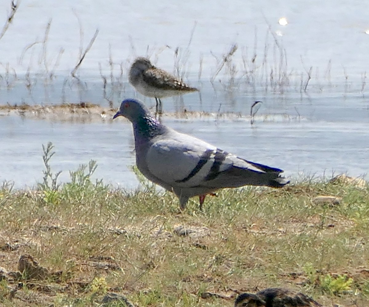 Rock Pigeon (Feral Pigeon) - Dmitrii Konov