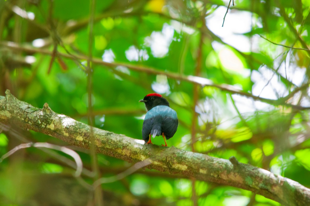 Lance-tailed Manakin - Nelson Cumare 🐦