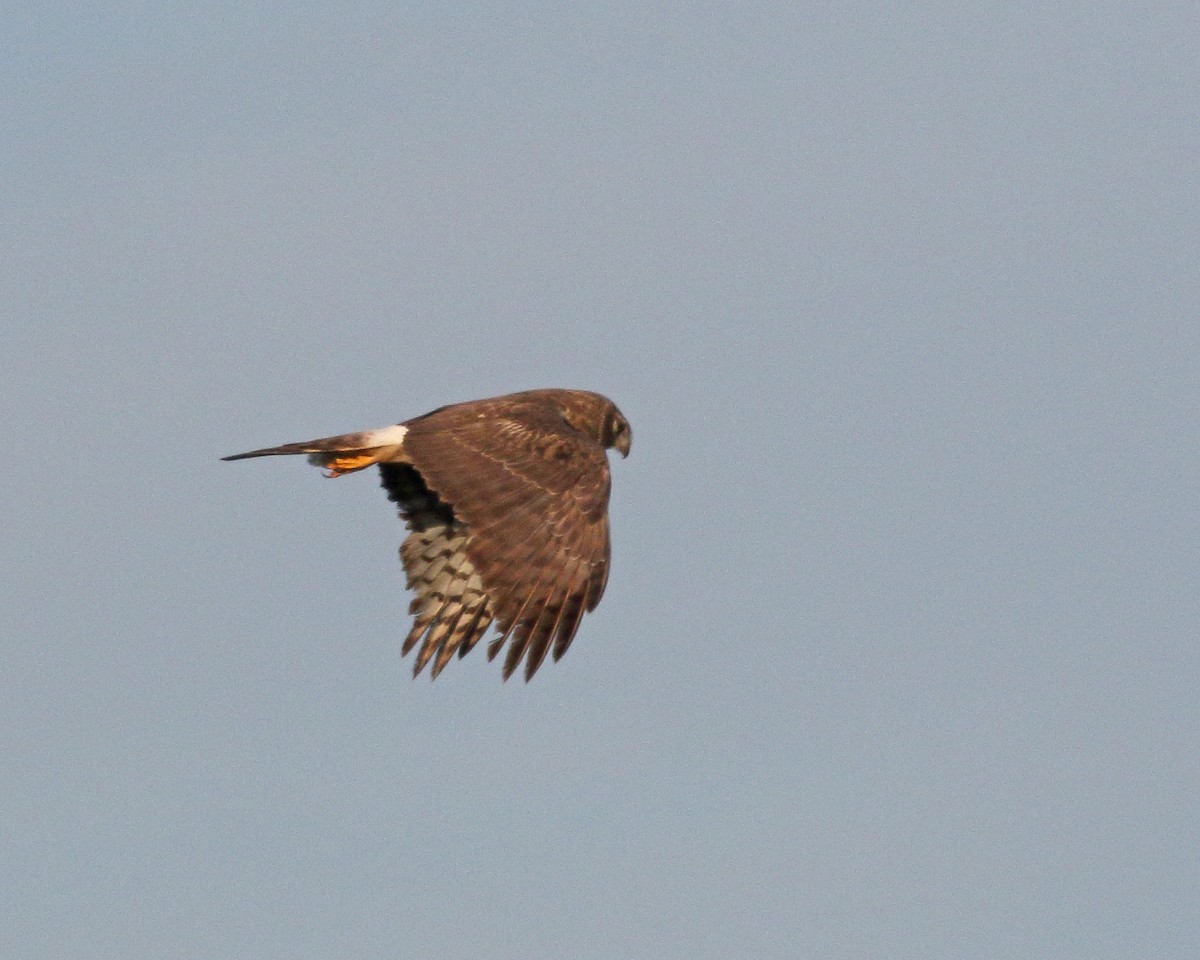 Northern Harrier - ML618972276