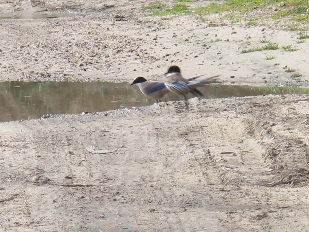 Iberian Magpie - ML618972281