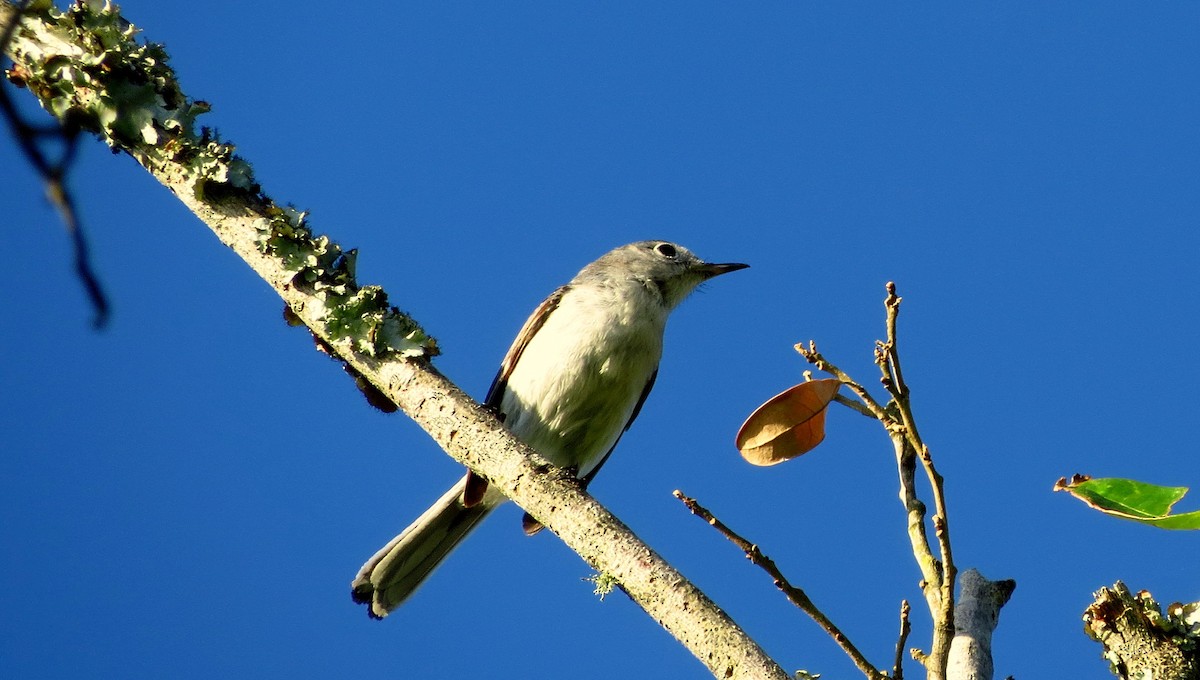 Blue-gray Gnatcatcher - Tammy Hester