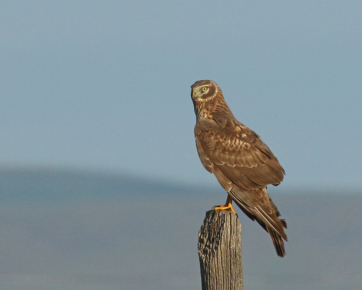 Northern Harrier - Keith Carlson