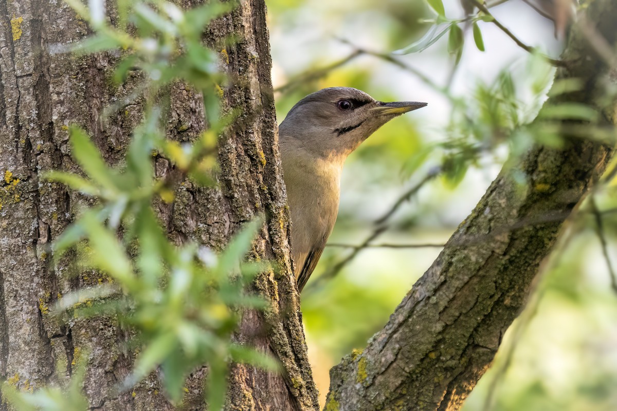 Gray-headed Woodpecker - Michael Ortner