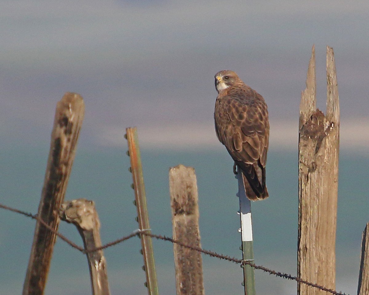 Swainson's Hawk - ML618972333