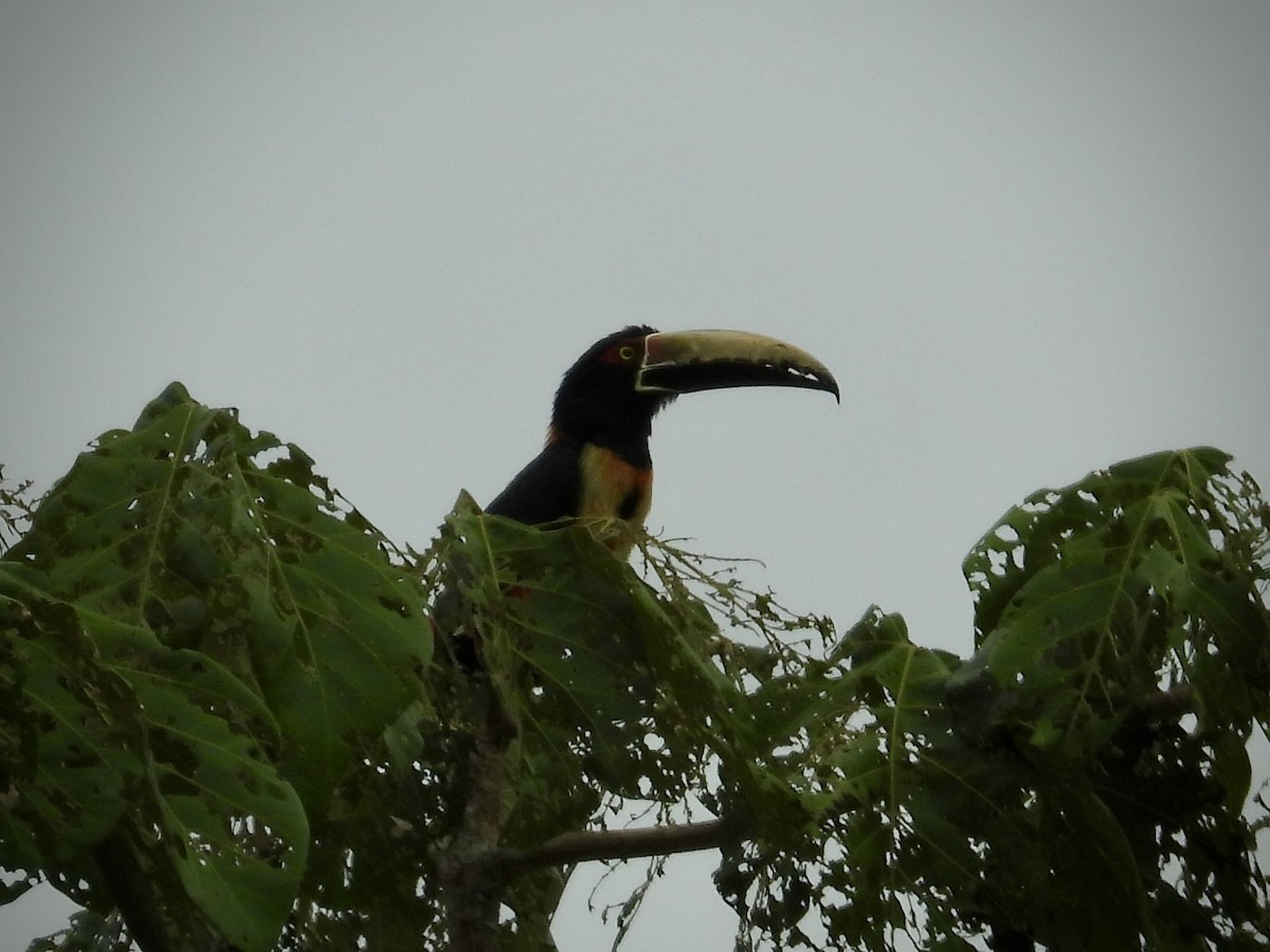 Collared Aracari - Luis Zuñiga /Horses Cartagena tours