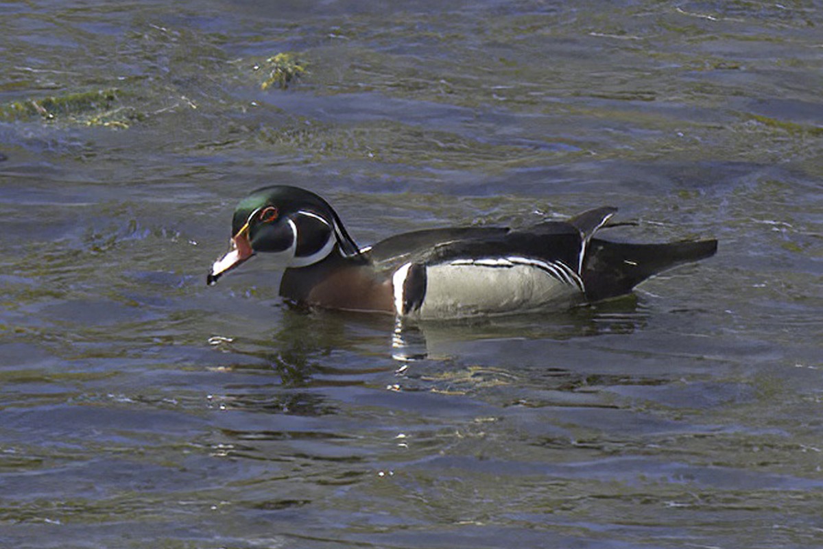 Wood Duck - Jim Tonkinson