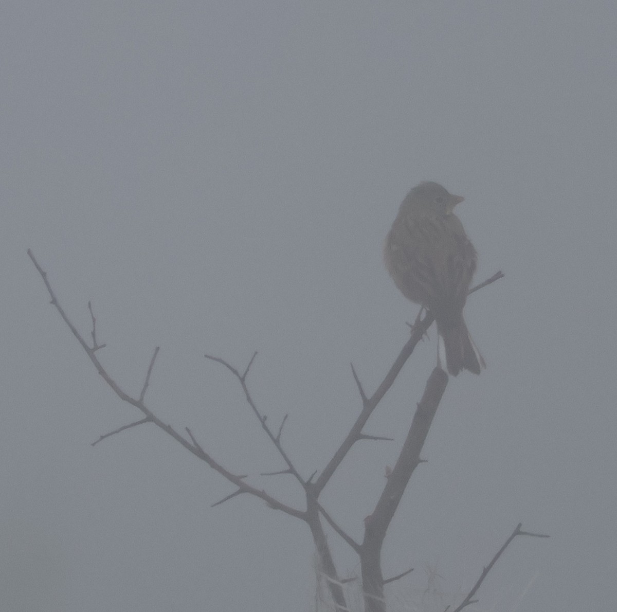 Ortolan Bunting - Mileta Čeković