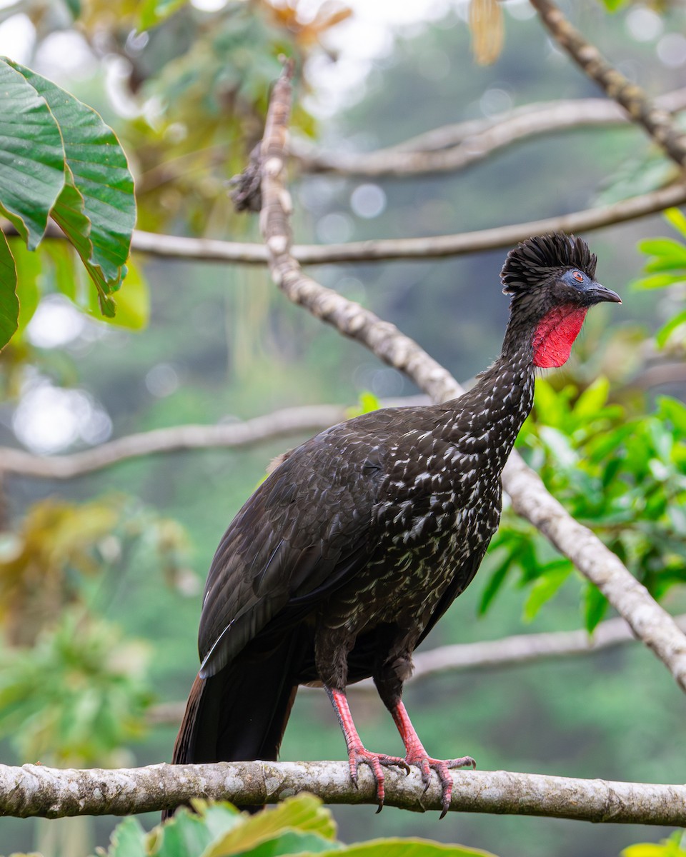 Crested Guan - Kevin Richmond