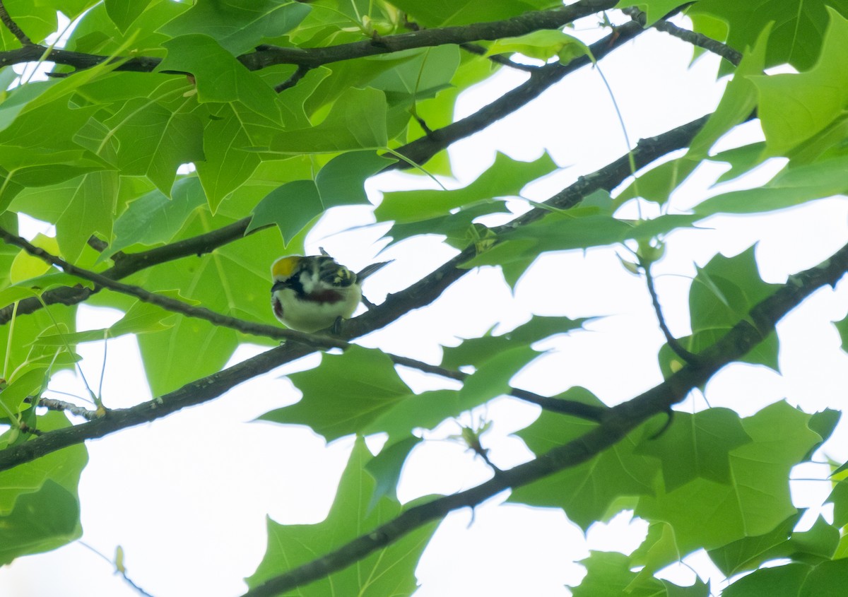 Chestnut-sided Warbler - Elena Bersani