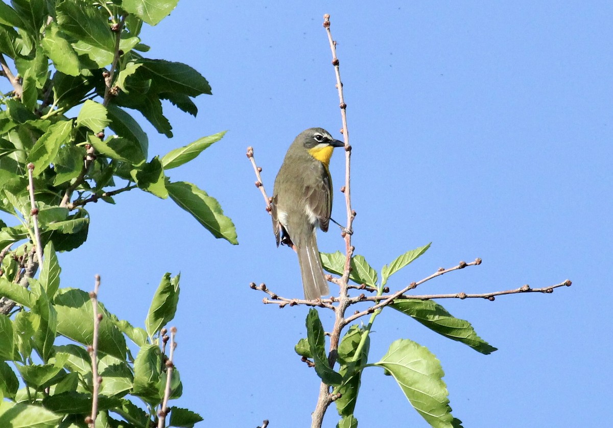 Yellow-breasted Chat - ML618972438