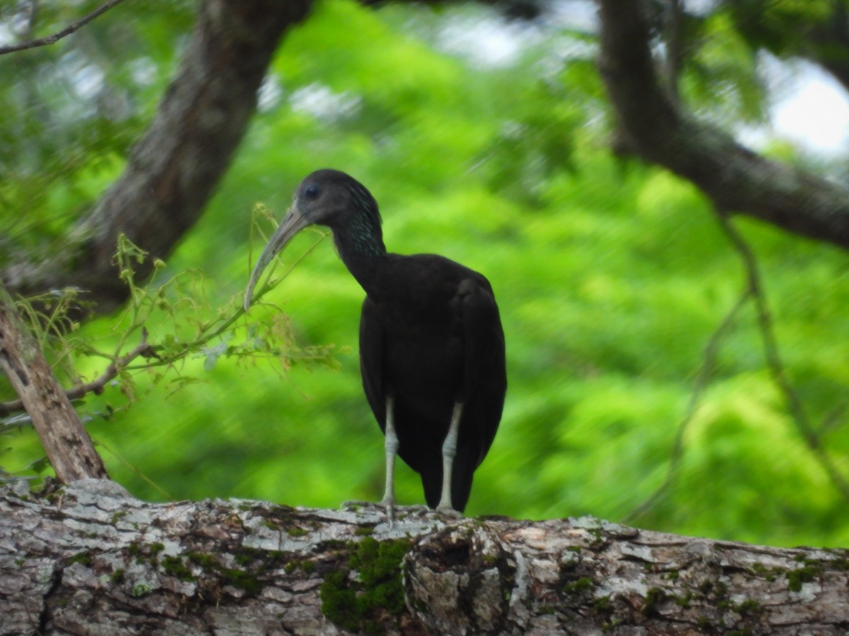 Green Ibis - Luis Zuñiga /Horses Cartagena tours