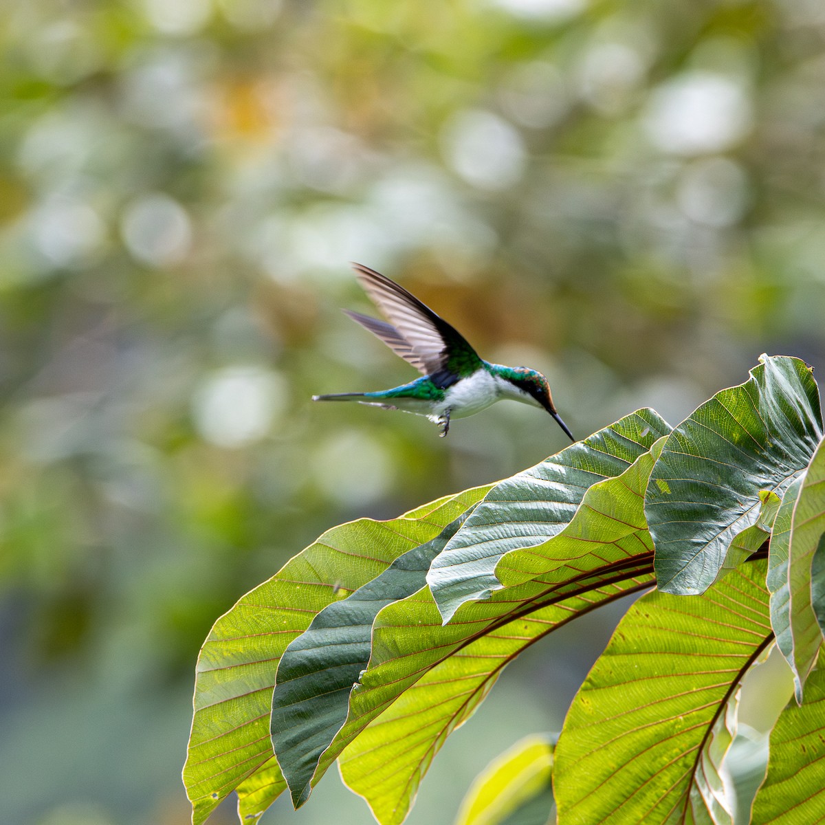 Purple-crowned Fairy - Kevin Richmond