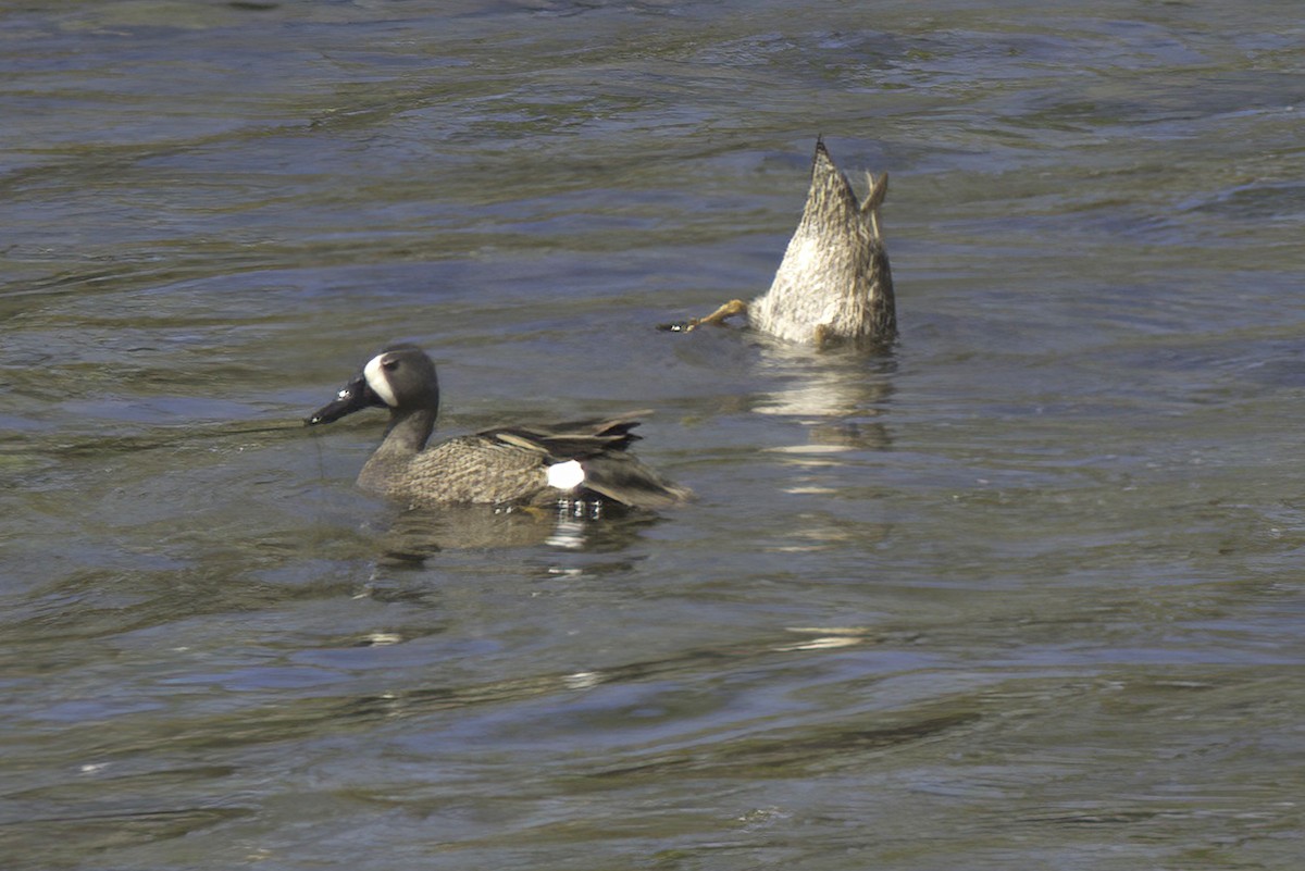 Blue-winged Teal - Jim Tonkinson