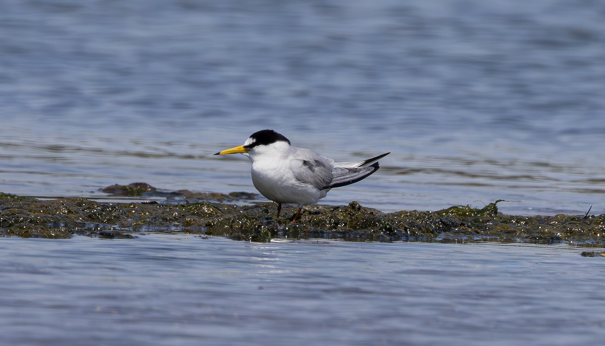 Little Tern - Alper YILMAZ