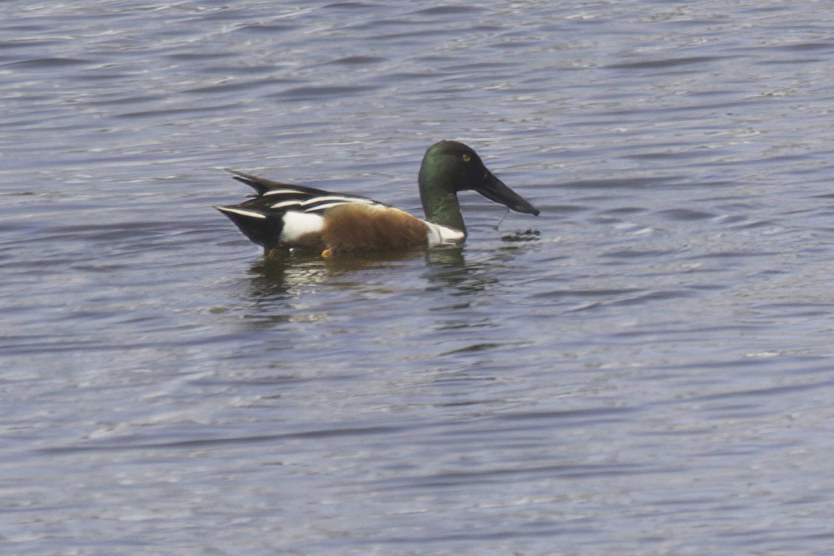 Northern Shoveler - Jim Tonkinson