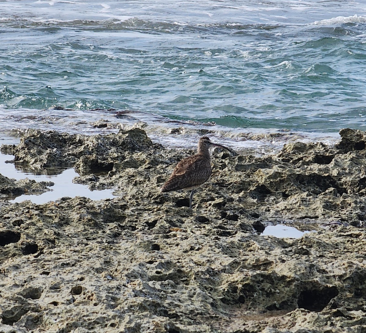 Whimbrel - Sharon Tello