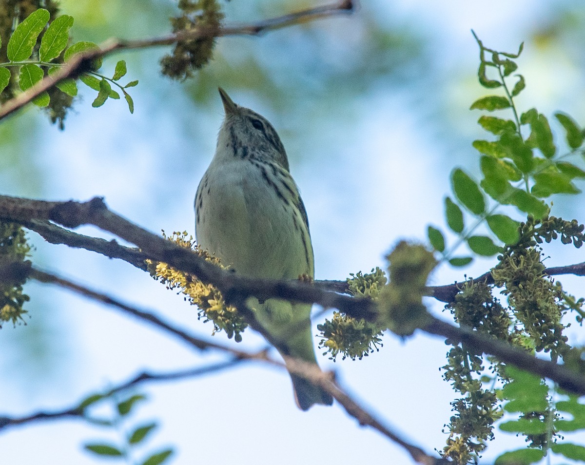 Blackpoll Warbler - Clive Harris