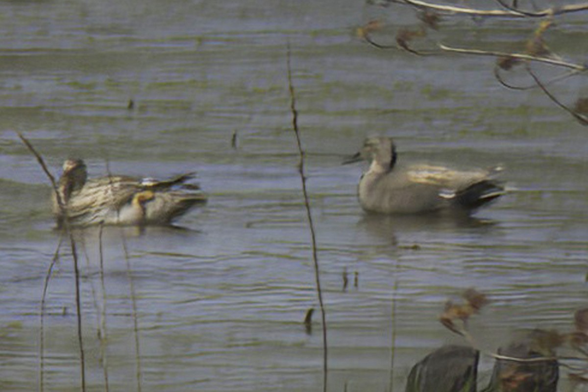 Gadwall - Jim Tonkinson