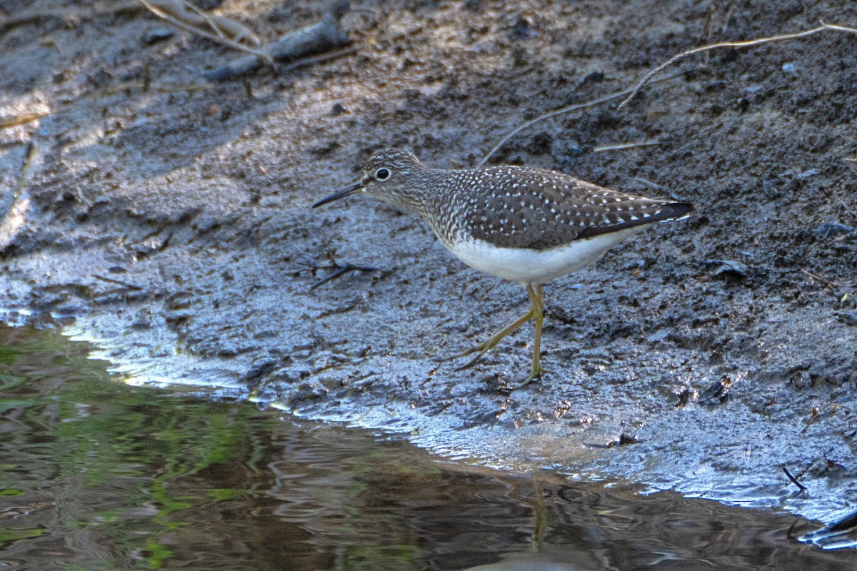 Solitary Sandpiper - ML618972553