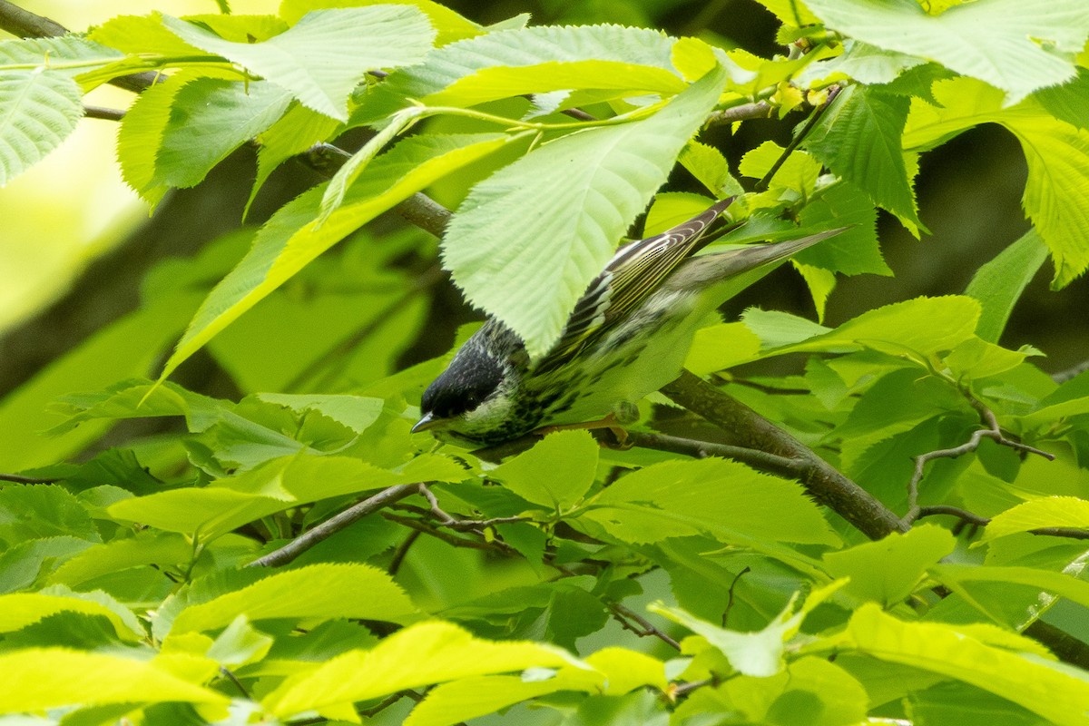 Blackpoll Warbler - Tobin Brown