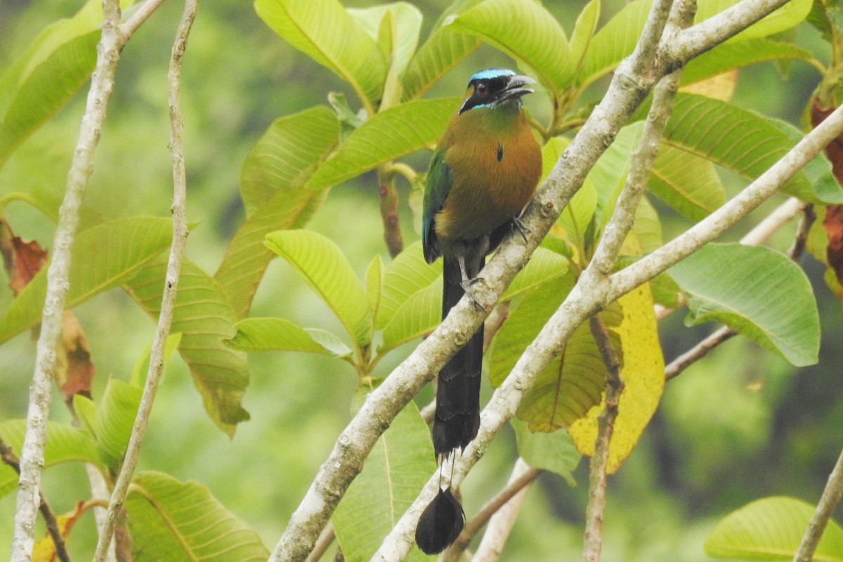 Diademmotmot - ML618972559