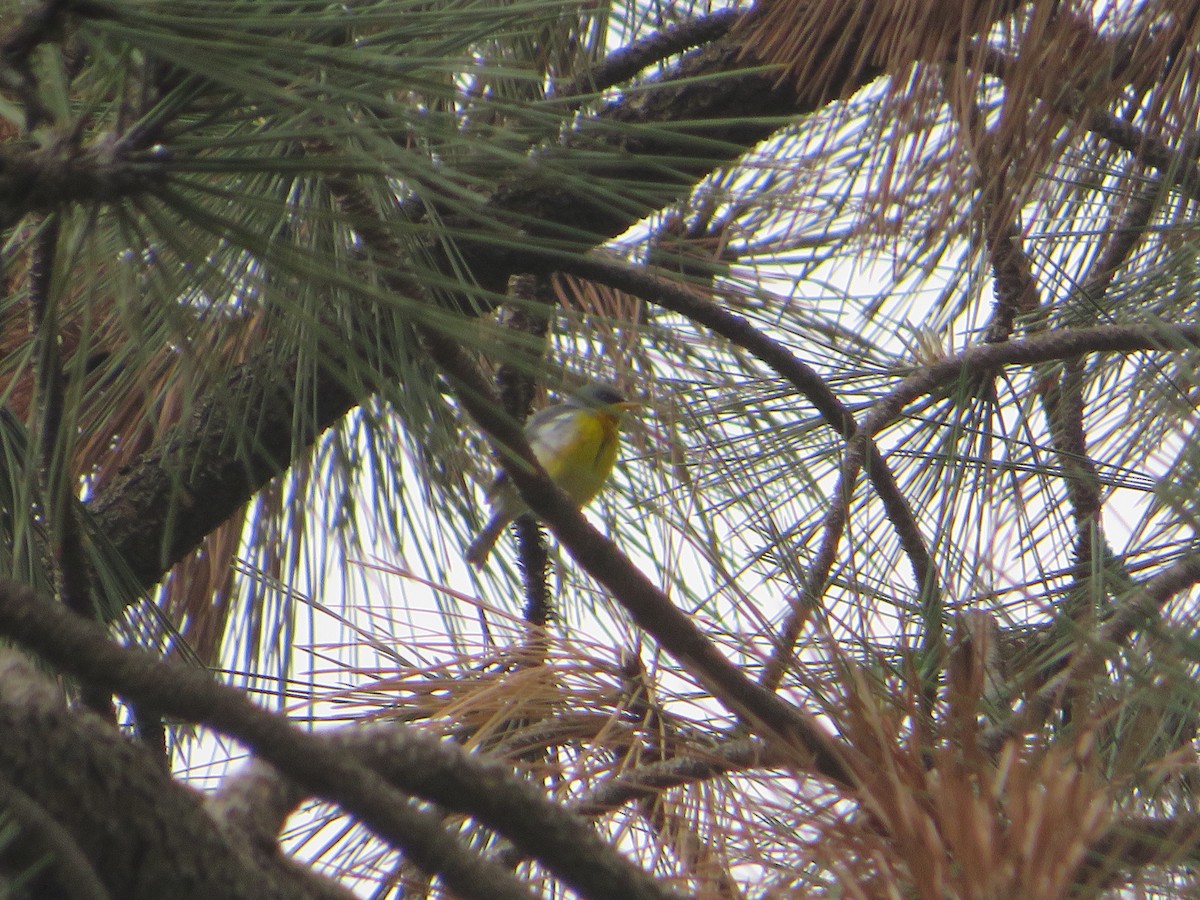 Tropical Parula (West Mexico) - ML618972566