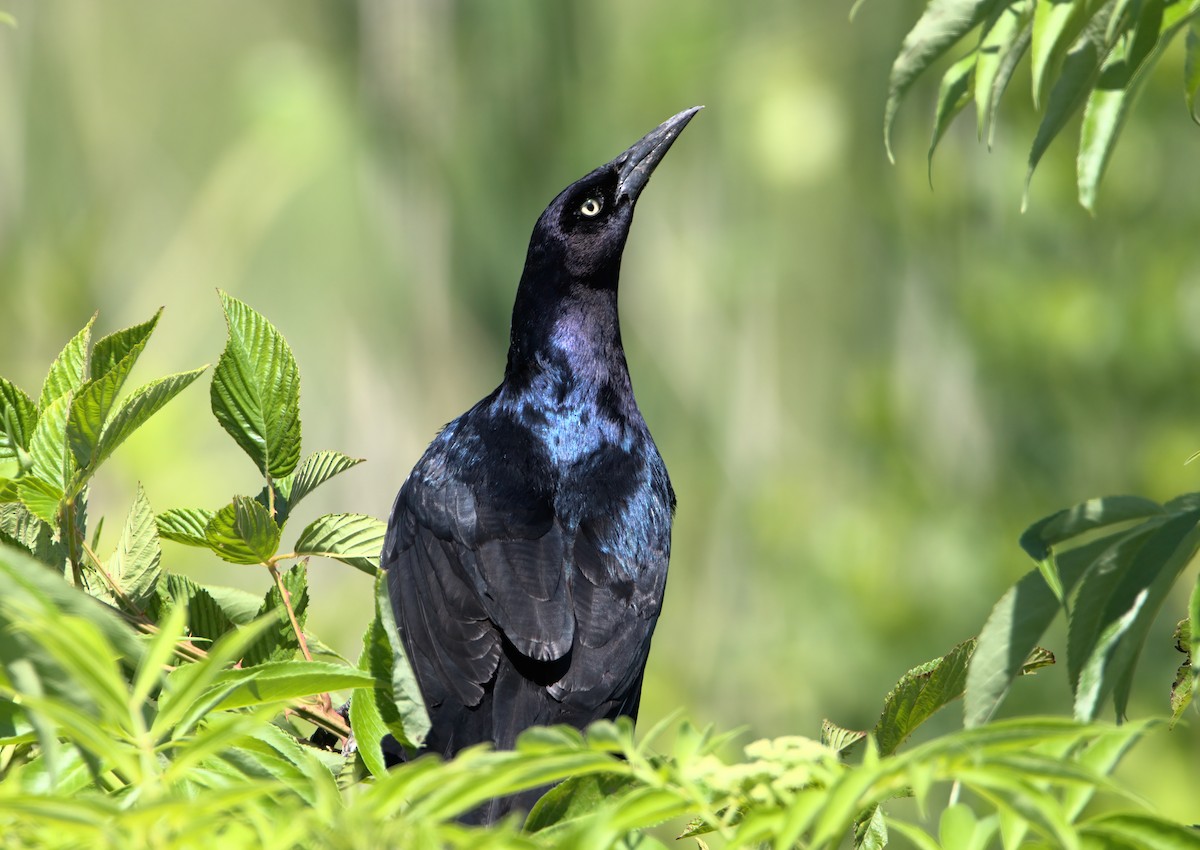 Boat-tailed Grackle - ML618972570