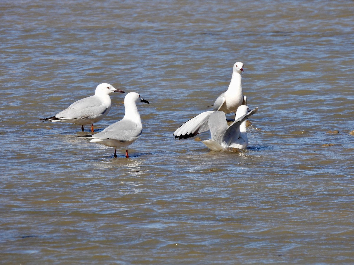 Slender-billed Gull - ML618972571