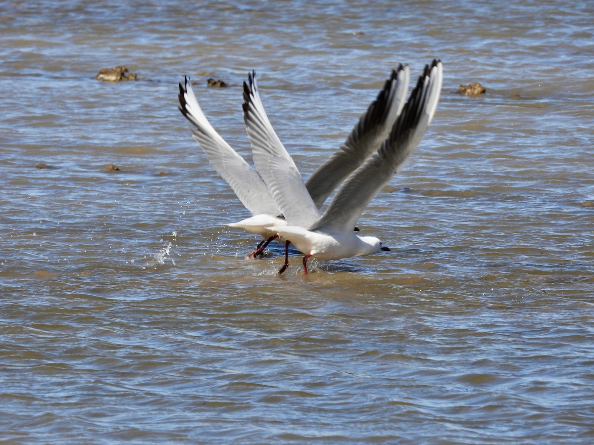 Slender-billed Gull - ML618972572