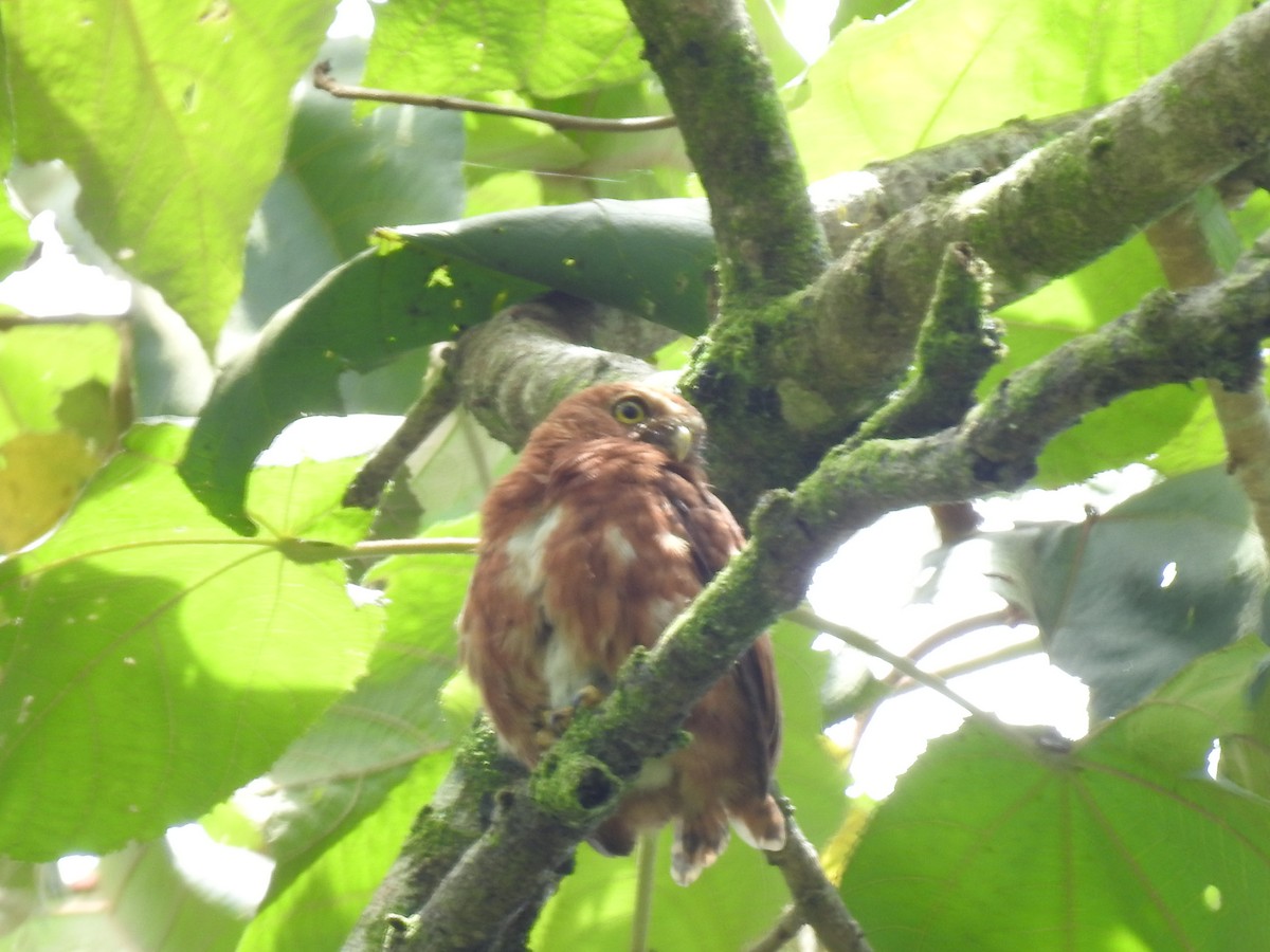 Costa Rican Pygmy-Owl - Erick Barbato