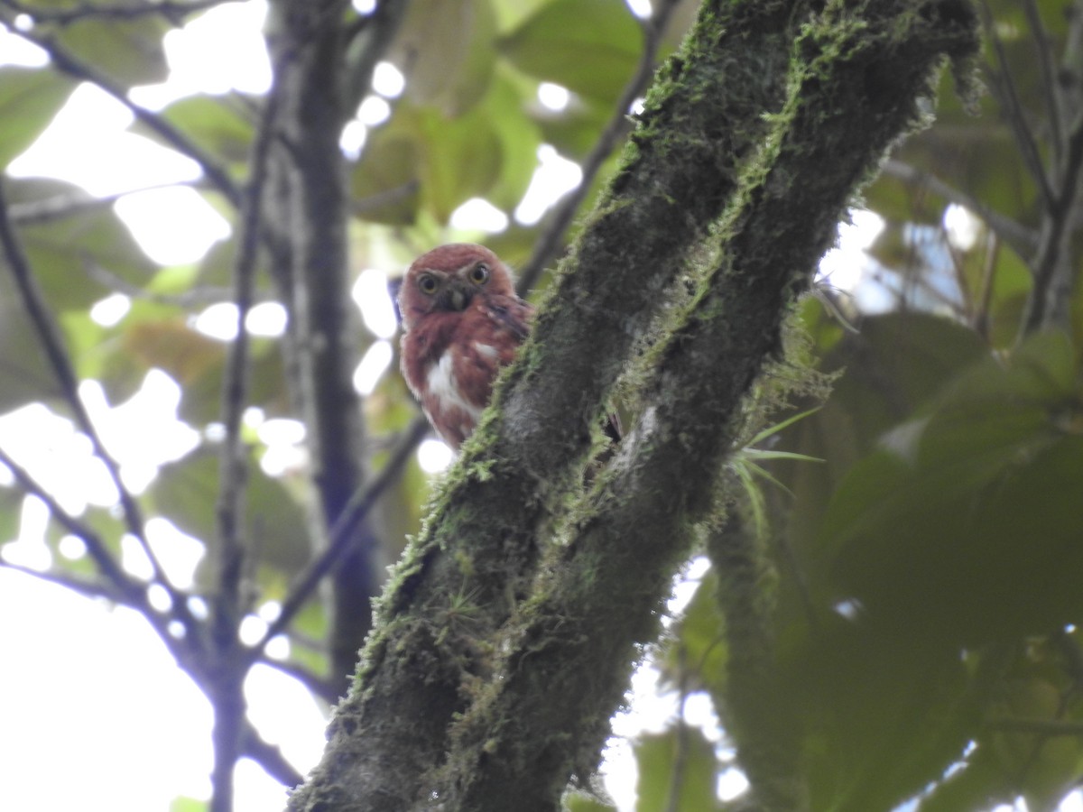 Costa Rican Pygmy-Owl - Erick Barbato