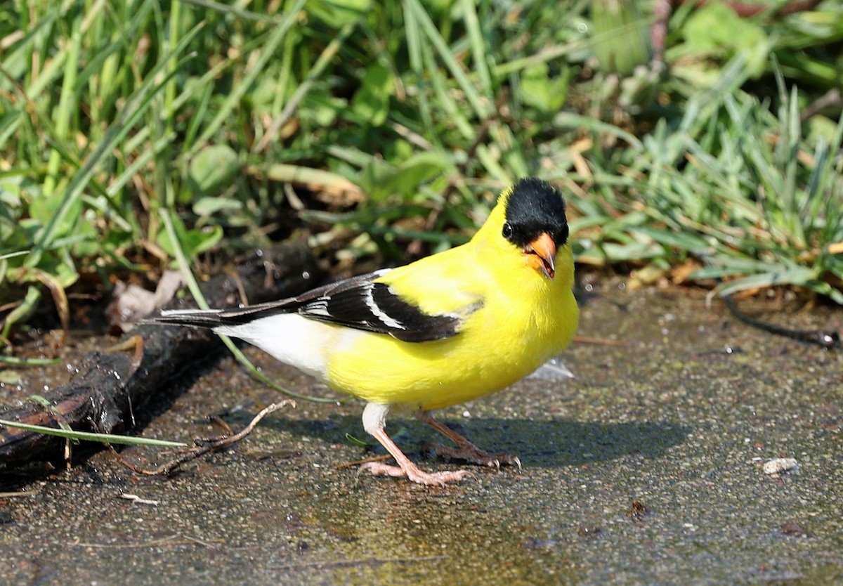 American Goldfinch - Joel Swanstrom