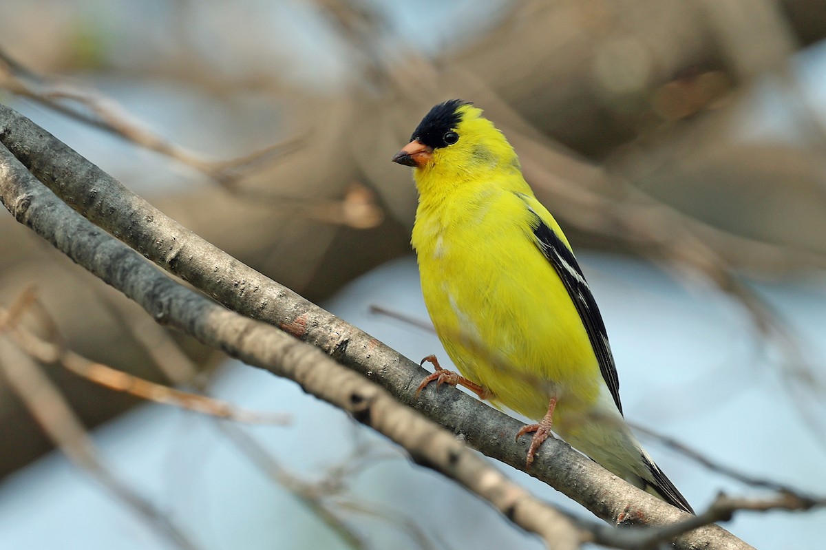 American Goldfinch - Joel Swanstrom