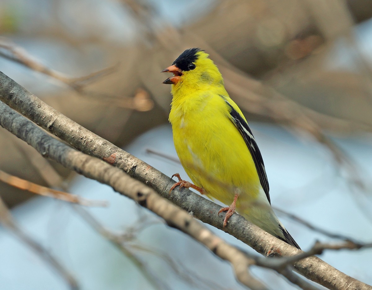 American Goldfinch - Joel Swanstrom