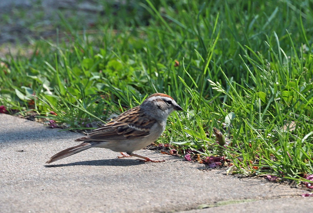 Chipping Sparrow - Joel Swanstrom