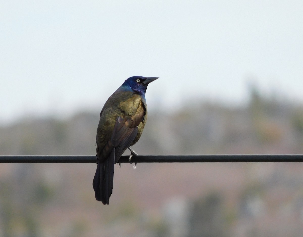 Common Grackle - ML618972601