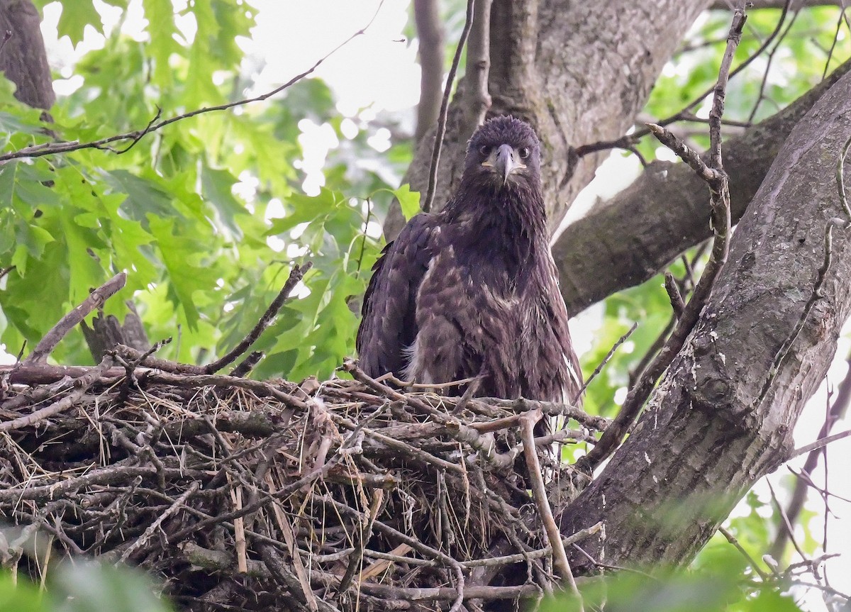 Bald Eagle - ML618972606