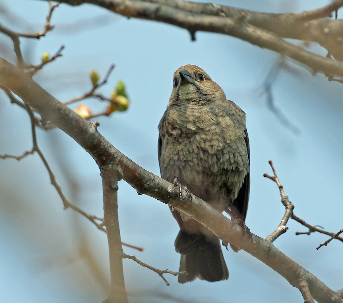 Brown-headed Cowbird - Joel Swanstrom