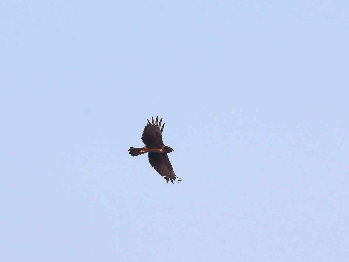 African Marsh Harrier - ML618972610