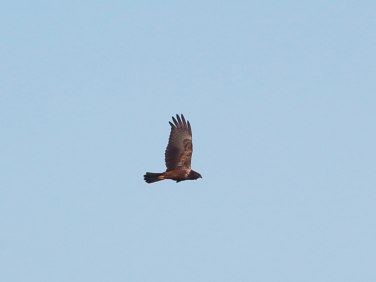 African Marsh Harrier - ML618972613