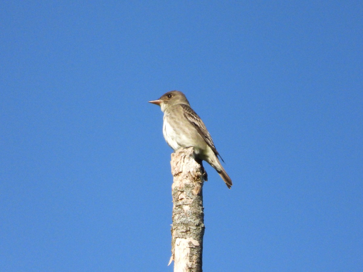 Olive-sided Flycatcher - Quentin Reiser