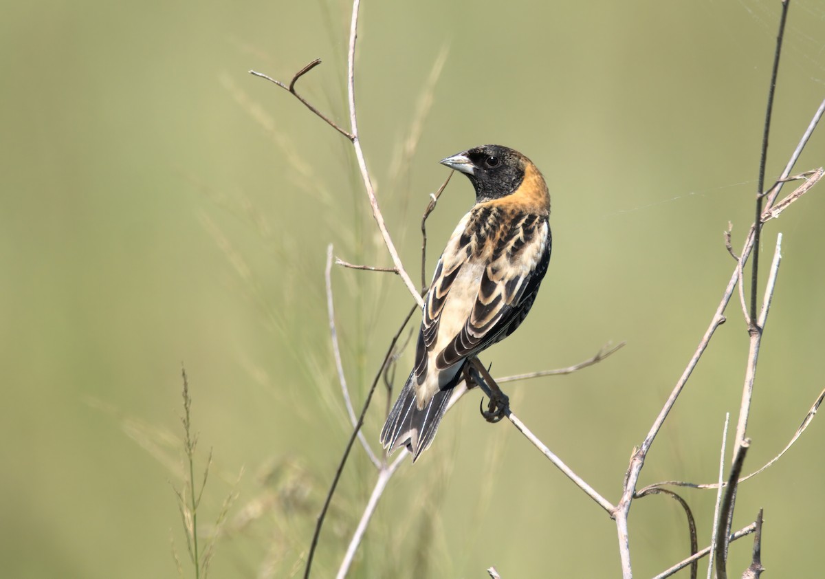 bobolink americký - ML618972619