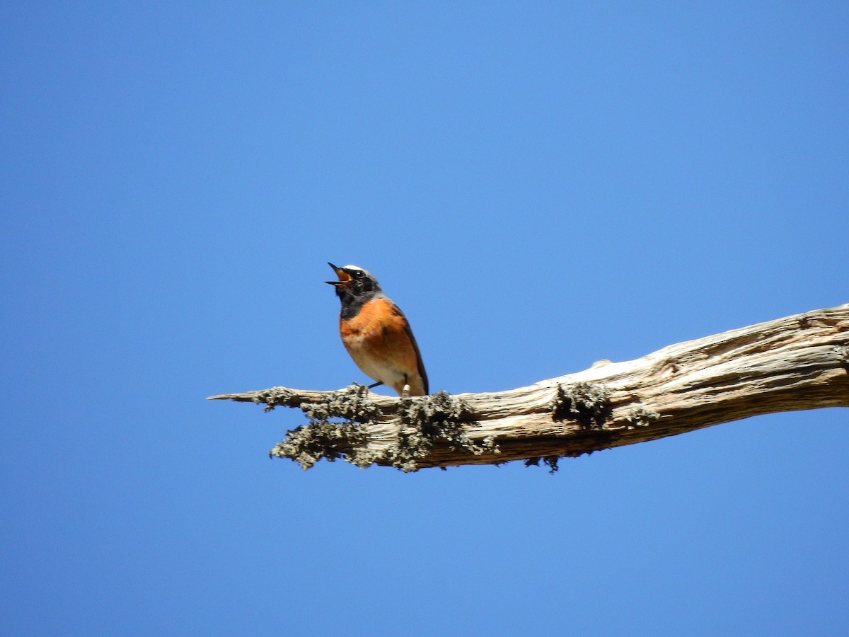 Common Redstart - ML618972623