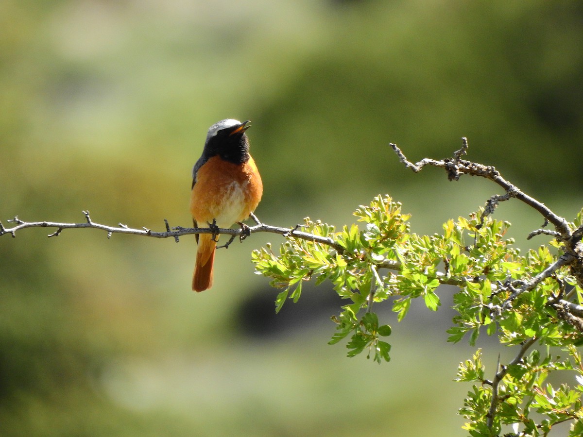 Common Redstart - ML618972624